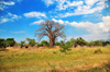 Lake Malombe, Malawi: village compound built around a baobab tree - Adansonia digitata - photo by M.Torres