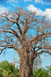 Lake Malombe, Malawi: large baobab tree - Adansonia digitata - photo by M.Torres