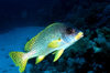 Maldives - underwater - Ari-Atoll - Blackspotted rubberlip / sweetlips - Plectorhinchus gaterinus - photo by W.Allgwer - Die Slippen (Haemulidae) sind eine groe Familie von Fischen, die zur Ordnung der Barschartigen gehren. Andere Bezeichnungen fr