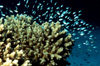 Maldives - underwater - Ari-Atoll - antler coral surrounded by small fish - photo by W.Allgwer - Die Geweihkoralle komm ausschlielich im Meer vor, insbesondere im Tropengrtel. Sie lebt sesshaft (sessil) in Kolonien. Im Hinblick auf die Wuchsform unters