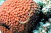 Maldives - underwater - Ari-Atoll - Network pipefish - Corythoichthys flavofasciatus over star coral - photo by W.Allgwer - Als Seenadeln werden die zu den Unterfamilien Doryrhamphinae und Syngnathinae gehrenden Fische aus der Familie der Syngnathidae b