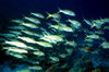 Maldives - underwater - Ari-Atoll - school of Yellowfin goatfish - Mulloides vanicolensis - photo by W.Allgwer - Groschulenbarben, Mulloides vanicolensis, Meerbarben oder Seebarben (Mullidae) sind eine weit verbreitete Familie der Barschartigen (Percifo
