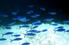 Maldives - underwater - Ari-Atoll - blue / lunar fusilier - Caesio lunaris - photo by W.Allgwer - Der Himmelblaue Fsilier kommt nur im Indo-Pazifik vor. Er umfasst 20 Arten und ist dort weit verbreitet. Sie sind immer in Gruppen und oft in riesigen Schw