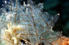 Maldives - underwater - Ari-Atoll - Plume Moss - Ptilium crista-castrensis - photo by W.Allgwer - Das Federmoos hat seinen Lebensraum ab 10 m Tiefe auf festem Grund. Federmos wird bis zu 15 cm gro. Nesselt nur schwach und ist fr die menschliche Haut un