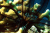Maldives - underwater - Ari-Atoll - Anderson feather star - Pontiometra andersoni over a fire coral - photo by W.Allgwer - Der Krallen-Haarstern, Pontiometra andersoni ist einer der urtmlichsten Stachelhuter. Haarsterne (etwa 500 Arten) sind frei beweg