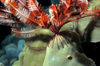 Maldives - underwater - Ari-Atoll - featherstar - Dichrometra flagellata - photo by W.Allgwer - Der Malediven-Haarstern, Dichrometra flagellata ist einer der urtmlichsten Stachelhuter. Haarsterne (etwa 500 Arten) sind frei beweglich. Tagsber halten si