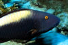 Maldives - underwater - Ari-Atoll - parrotfish - photo by W.Allgwer - Die Papageifische (Scaridae) sind eine Familie in der Ordnung der Barschartigen (Perciformes) und gehren zu den Lippfischartigen (Labroidei). Papageifische bewohnen in groen Gruppen