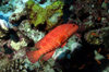 Maldives - underwater - Ari-Atoll - Coral grouper - Cephalopholis miniata - photo by W.Allgwer - Die Zackenbarsche (Epinephelinae) bilden eine groe Unterfamilie der Sgebarsche. Man geht von weltweit rund 350 Arten aus. Zu ihnen gehrt mit dem Riesenz