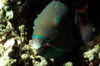 Maldives - underwater - Ari-Atoll - Ember parrotfish - Scarus rubroviolaceus - photo by W.Allgwer - Der Papageifisch ist vorwiegend am Tag aktiv. Nachts hllen sich einige Arten in einen Schlafsack der aus einer Schleimhlle besteht, und sie vor unlieb