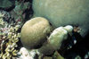 Maldives - underwater - Ari-Atoll - Camouflage grouper almost invisible over corals - Epinephelus polyphekadion - Faviidae (Brain Coral) and Agariciidae (False Brain Coral) - photo by W.Allgwer - Ein gut getarnter Marmorierter Zackenbarsch zwischen Hartk