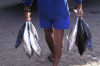Maldives / Maldivas - Male / MLE:local carrying tunafish  (photo by B.Cain)