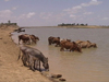Mali - River Niger: donkeys and cows share a drink - photo by A.Slobodianik