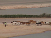 Mali - Gao region: Sahel - a shepherd and his herd of cows - photo by A.Slobodianik