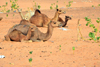 Nouakchott province, Mauritania: camels rest in the dunes of the Sahara desert - sand and Calotropis procera plants - photo by M.Torres