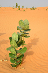 Nouakchott province, Mauritania: Calotropis procera plant, known as 'apple of Sodom' grows in the dry sand dunes of the Sahara desert - used in the desert to light fire and as roofing material - photo by M.Torres