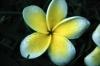Mauritius: flower - Frangipani  - Plumeria rubra - family Apocynaceae - Frangipanier (photo by W.Schipper)