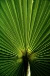 Mauritius: palm tree II (photo by W.Schipper)