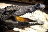 Mauritius - Riviere des Anguilles (Savanne District) - La Vanille Crocodile Park - Nile crocodile - African crocodile - Crocodylus niloticus - closeup with open mouth - crocodilo  (photo by Alex Dnieprowsky)(photo by A.Dnieprowsky)