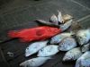 Mauritius - Grand Baie: fish at the market(photo by A.Dnieprowsky)