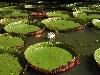 Mauritius - Pamplemousses botanical gardens - Jardin Botanique de Pamplemousses: Amazon water lilies - giant Victorial Regia water lilies (photo by A.Dnieprowsky)