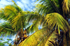 Mamoudzou, Grande-Terre / Mahore, Mayotte: coconut trees - photo by M.Torres