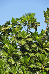 Pamandzi, Petite-Terre, Mayotte: breadfruit tree - arbre  pain - photo by M.Torres
