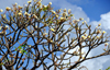 Labattoire, Petite-Terre, Mayotte: Frangipani tree - plumeria - frangipanier - photo by M.Torres