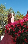 Mexico - Sonora state: bougainvillea blooms (photo by G.Frysinger)