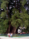 Mexico - Santa Mara del Tule (Oaxaca): Tule tree - has the largest trunk diameter of any tree in the world at 11.42 m - Montezuma cypress - Taxodium mucronatum -  Ahuehuete in Nahuatl - rbol del Tule (photo by A.Caudron)