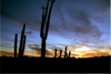 Mexico - Bahia De Los Angeles (Baja California): cacti at dusk - cactus - photo by G.Friedman