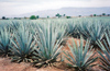 25  Mexico - Jalisco state - Tequila - agave field - UNESCO world heritage - Blue Agave, tequila agave, Agave tequilana - succulent plant - photo by G.Frysinger