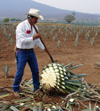 33  Mexico - Jalisco state - tequilla - agave - the pia is formed as the leaves are cut - photo by G.Frysinger