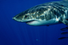 Guadalupe Island, Baja California, Mexico: Great white shark - Carcharodon carcharias - head - side view - lamniform shark by D.Stephens