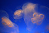 Monaco-Ville: Oceanographic Museum & Aquarium - Jellyfish - underwater image - photo by N.Keegan