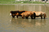 Tv province, Mongolia: horses in the water - Zorgol Khairkhan - photo by A.Ferrari