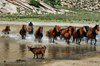Tv province, Mongolia: horses are kindly asked to leave the pool - Zorgol Khairkhan - photo by A.Ferrari