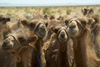 Mongolia - Gobi desert: herd of Bactrian camels - Camelus bactrianus - photo by A.Summers