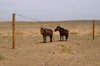 Gobi desert, southern Mongolia: horses on a string, Khongoryn Els, Gurvan Saikhan National Park - photo by A.Ferrari