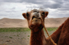 Gobi desert, southern Mongolia: Bactrian camel, Khongoryn Els, Gurvan Saikhan National Park - photo by A.Ferrari