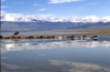 Mongolia - Ureg lake: horses in the water - photo by A.Summers