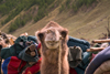 Mongolia - Bactrain Camel close up - Camelus bactrianus - photo by A.Summers