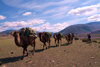 Mongolia - Camel train - caravan - Camelus bactrianus - photo by A.Summers