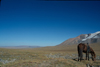 Mongolia - Central Mongolia steppe: grasslands horses - photo by A.Summers