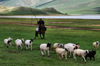 Khorgo-Terkhiin Tsagaan Nuur NP, Mongolia: mounted shepherd leading sheep along the White lake - photo by A.Ferrari