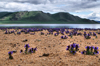 Khorgo-Terkhiin Tsagaan Nuur NP, Mongolia: flowers growing in the sand along the White Lake - photo by A.Ferrari
