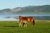 Khorgo-Terkhiin Tsagaan Nuur NP, Mongolia: horses - foal with its dam - nursing - White Lake - photo by A.Ferrari