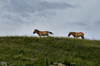 Khustain Nuruu National Park / Khustay / Khustai, Tov Tuv province, Mongolia: Mongolian Wild Horse, or Takhi - aka Przewalski's Horse, Equus caballus przewalskii - photo by A.Ferrari