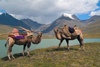 Mongolia - Turgen mountains - Altai: Bactrian camels at Blue lake - Camelus bactrianus - photo by A.Summers