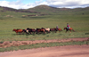 Mongolia - Open Mongolian Steppe: herding wild horses - Mongolian-Manchurian grassland - photo by A.Summers