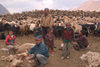 Mongolia - Khenti: family - shearing sheep (photo by Ade Summers)